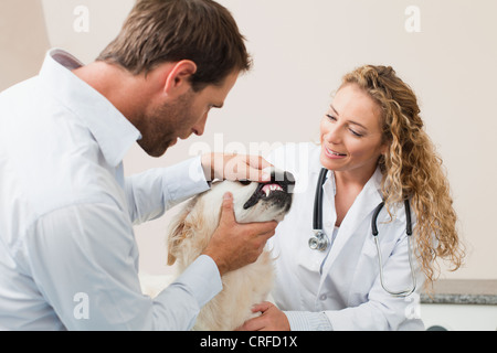 Tierärzte untersuchen Hund im Büro Stockfoto