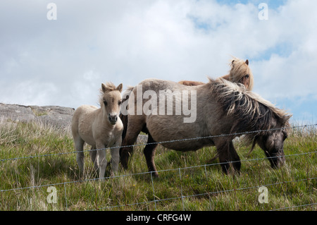 Fohlen Sie auf Moor in der Nähe von Loch Druidibeag auf South Uist. Stockfoto