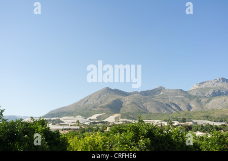 Ländliche Gebieten im Landesinneren Costa Blanca mit ihren Bergkämme und Täler mit Orangen-und Zitronenbäume gepflanzt Stockfoto