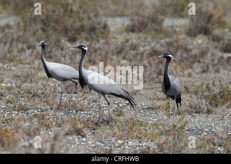 Demoiselle Kran (Anthropoides Virgo) Stockfoto