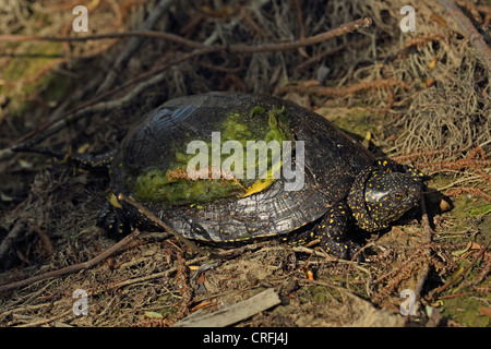 Europäische Sumpfschildkröte (Emys Orbicularis) Stockfoto