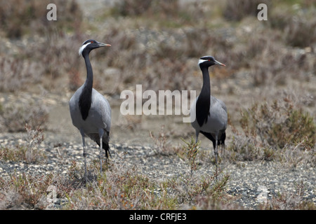 Demoiselle Kran (Anthropoides Virgo) Stockfoto