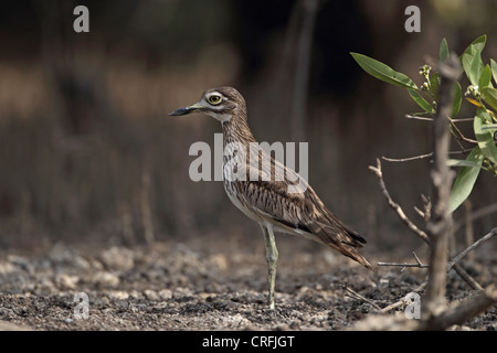 Senegal Thick-knee (Burhinus Senegalensis) Stockfoto