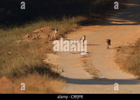 Goldschakal (Canis Aureus) Stockfoto