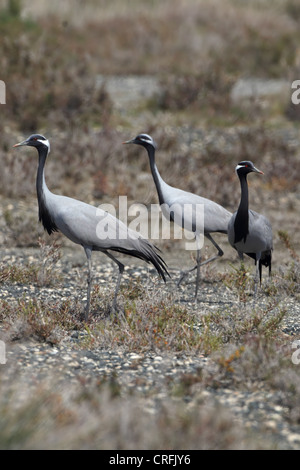 Demoiselle Kran (Anthropoides Virgo) Stockfoto