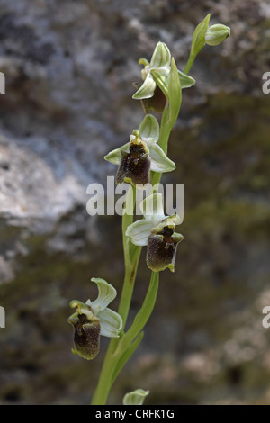 Levantine Spider Orchid (Ophrys Levantina) Stockfoto