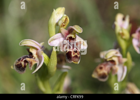 Umbilicate Woodcock Orchidee (Ophrys Umbilicata) Stockfoto