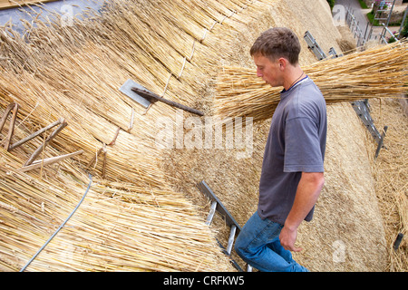 Eine qualifizierte Thatcher thatching Dach Scheune in Dorset, Großbritannien Stockfoto