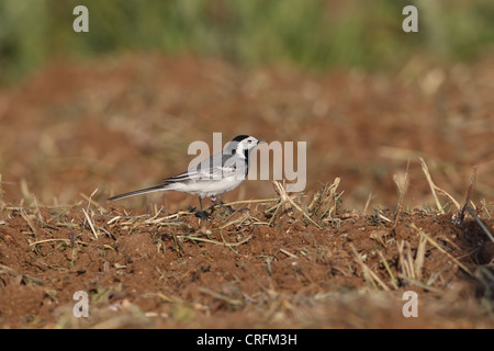 Bachstelze (Motacilla Alba) Stockfoto