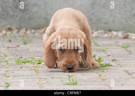 Acht Wochen alten Welpen Basset Fauve de Bretagne Stockfoto