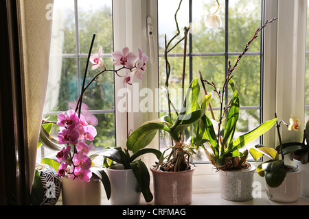 Fenster mit Phalaenopsis Orchideen-Sammlung Stockfoto