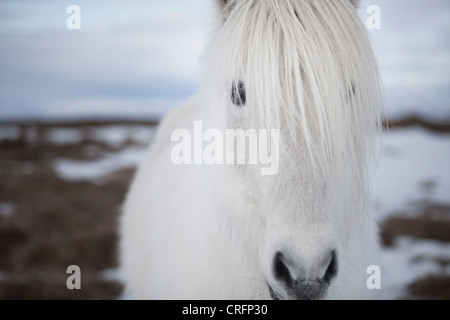 Nahaufnahme von weißen Pferden Gesicht Stockfoto