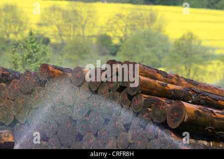 Bewässerung der Hölzer, Deutschland, Nordrhein-Westfalen Stockfoto