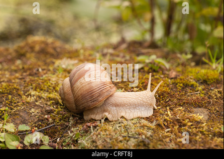 Roman oder Burgund Schnecke kriecht über Moos und Steinen große Schnecke Weinrebe geschützte Arten gefunden ungestört Grünland Erwachsene Stockfoto