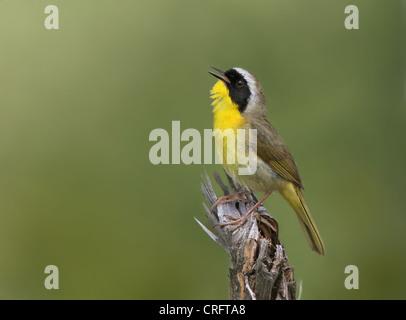 Gemeinsamen Yellowthroat männlichen Gesang auf Territorium Stockfoto