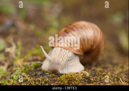 Roman oder Burgund Schnecke kriecht über Moos und Steinen große Schnecke Weinrebe geschützte Arten gefunden ungestört Grünland Erwachsene Stockfoto