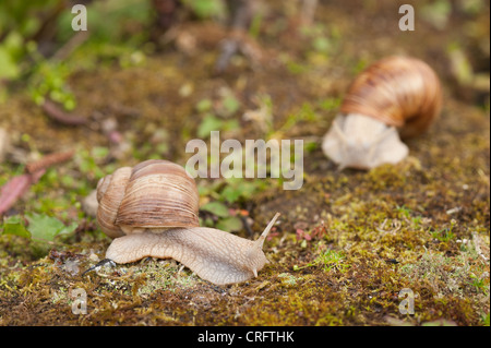 Roman oder Burgund Schnecke kriecht über Moos und Steinen große Schnecke Weinrebe geschützte Arten gefunden ungestört Grünland Erwachsene Stockfoto