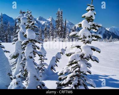 Schneebedeckte Bäume und Tatoosh Berge. Mt. Rainier Nationalpark, Washington Stockfoto