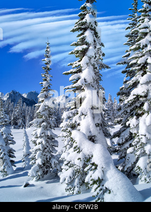 Schneebedeckte Bäume und Tatoosh Berge. Mt. Rainier Nationalpark, Washington Stockfoto