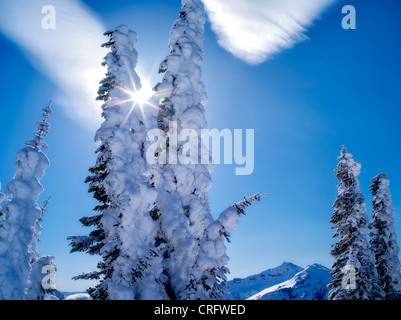 Schneebedeckte Bäume mit Sunburst und Cloud. Mt. Rainier Nationalpark, Washington Stockfoto