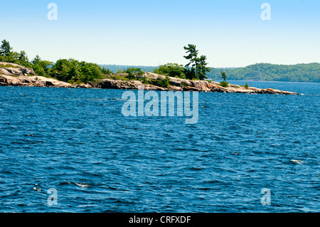 Windgepeitschte Kiefern an der Georgian Bay Stockfoto