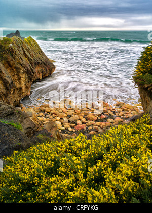 Blühender Ginster und Wellen. Harris Beach State Park, Oregon Stockfoto