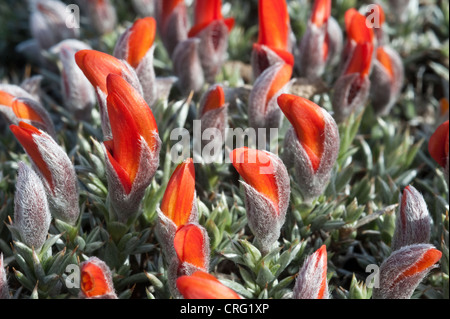 Mata Guanako (Anarthrophyllum Desiderat var Desiderat) Nahaufnahme von Blumen Osório Straße 40 Provinz Santa Cruz Argentinien Stockfoto