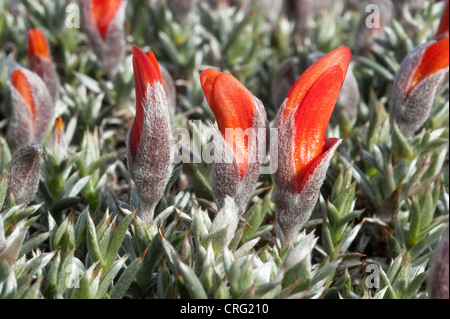 Mata Guanako (Anarthrophyllum Desiderat var Desiderat) Nahaufnahmen von Blumen Osório Santa Cruz Provinz Argentinien Stockfoto