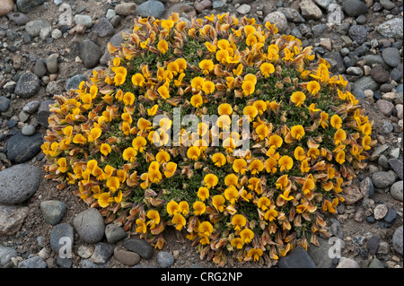 Adesmia Suffocata Blumen an Kreuzung der Straße 40 und 11 Santa Cruz Provinz Patagonien Argentinien Südamerika Stockfoto