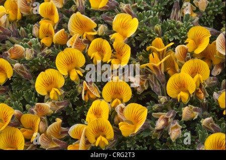 Adesmia Suffocata Blumen an Kreuzung der Straße 40 und 11 Santa Cruz Provinz Patagonien Argentinien Südamerika Stockfoto