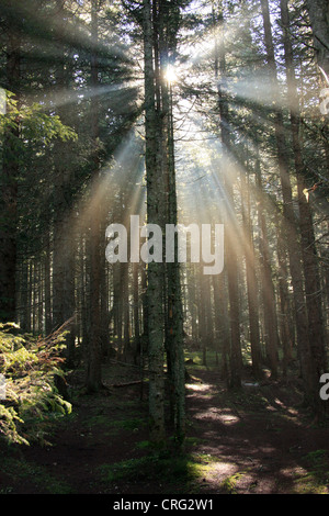 Sonnenstrahlen im Wald, Durmitor National Park, Montenegro Stockfoto