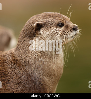 Porträt von einem orientalischen kurze Krallen Otter Stockfoto