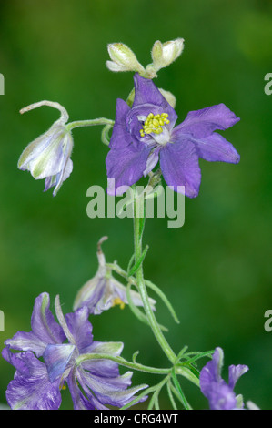 RITTERSPORN Konsolidierung ajacis Stockfoto