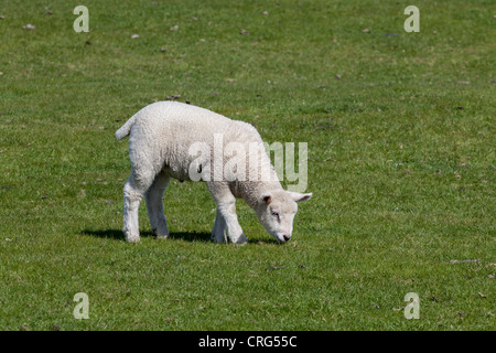 Lamm auf Romney Marsh, in der Nähe von Roggen, East Sussex. Stockfoto