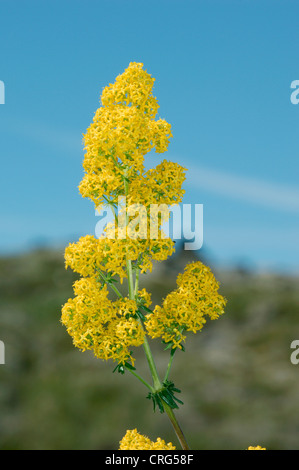 LADY'S LABKRAUT Galium Verum (Rubiaceae) Stockfoto