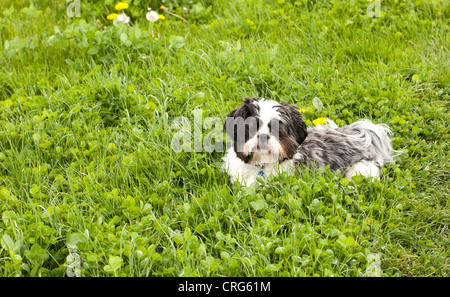 Lhasa Apso Hund Stockfoto