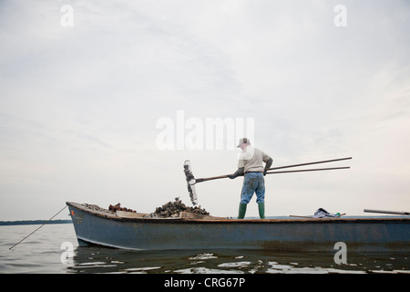 Ein Mann in Jeans und Gummistiefeln steht auf einem Boot Smll und nutzt eine Auster Tong, um Austern in ein ruhiges Gewässer zu sammeln. Stockfoto