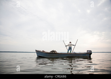 Ein Mann in Jeans und Gummistiefeln steht auf einem Boot Smll und nutzt eine Auster Tong, um Austern in ein ruhiges Gewässer zu sammeln. Stockfoto