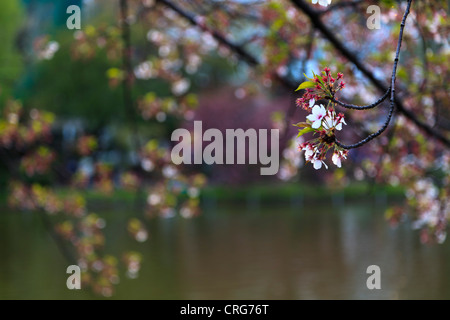 Verbleibende Kirschblüten am Shinobazu-Teich, Ueno-Park, Tokyo, Japan Stockfoto