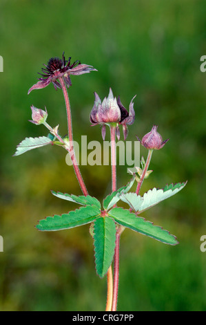 MARSH FINGERKRAUT Potentilla Palustris (Rosengewächse) Stockfoto