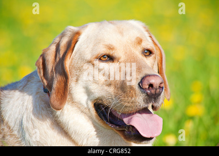 ein Porträt eines Hundes auf der Wiese Stockfoto
