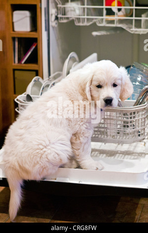 Platin farbige Golden Retriever-Welpe, Klettern in den Geschirrspüler, die auf der Suche nach Schrott Stockfoto