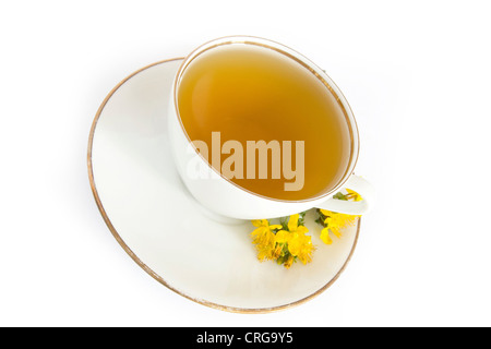 Perforieren Sie gemeinsamen St-Johanniskraut, St-Johanniskraut, Klamath Weed, St.-Johanniskraut (Hypericum Perforatum), Bernstein-Tee mit frischen Blüten Stockfoto