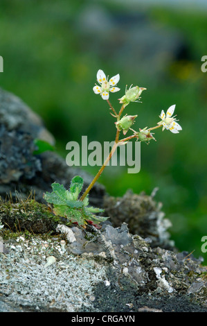 STARRY STEINBRECH Saxifraga Stellaris (Saxifragaceae) Stockfoto