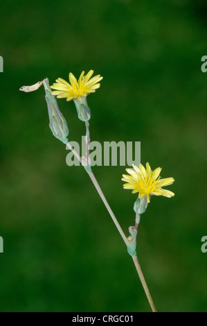 GROßER Salat Lactuca Virosa (Asteraceae) Stockfoto