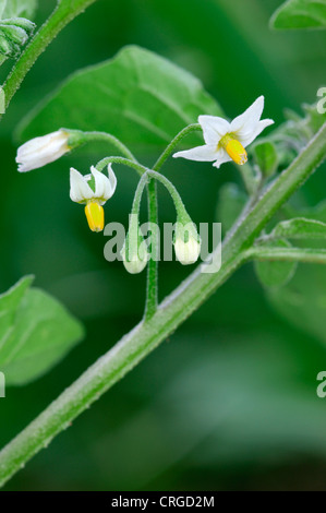 SCHWARZER NACHTSCHATTEN Solanum Nigrum (Solanaceae) Stockfoto