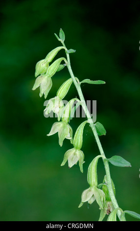 Grün-GEBLÜMTEN Epipactis HELLEBORINE Phyllanthes (Orchidaceae) Stockfoto