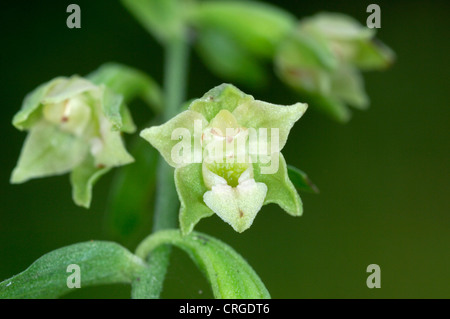 Grün-GEBLÜMTEN Epipactis HELLEBORINE Phyllanthes (Orchidaceae) Stockfoto