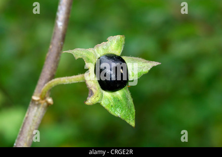 TOLLKIRSCHE Atropa Belladonna (Solanaceae) Stockfoto