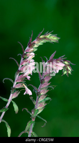 ROTEN BARTSIA Odontites Vernus (Scrophulariaceae) Stockfoto